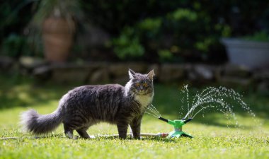 Çimen fıskiyesinin yanındaki meraklı kedi