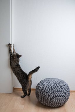 Tekir kedi kapı çerçevesinde geriniyor