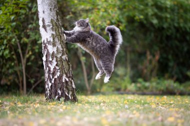 Mutlu kedi ağaca tırmanıyor.