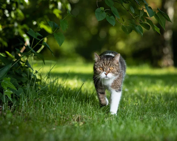 Gato andando na natureza verde — Fotografia de Stock