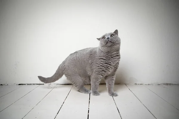 Смешной британский короткометражный портрет кота — стоковое фото