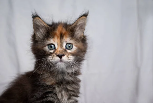 Любопытный портрет мейн-кун-котенка — стоковое фото