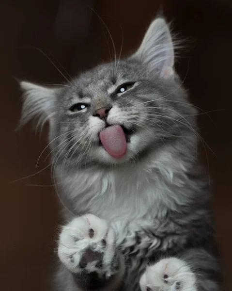 Cute gray tabby kitten licking window — Stock Photo, Image