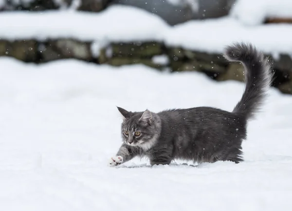 Kat wandelen in diepe sneeuw — Stockfoto
