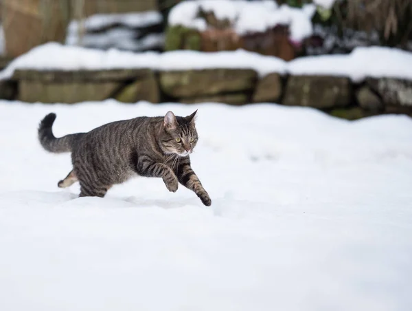 雪の中を走るタビー猫 — ストック写真