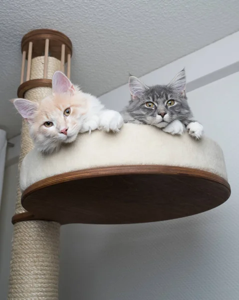 Dos gatos juntos en rascar post — Foto de Stock