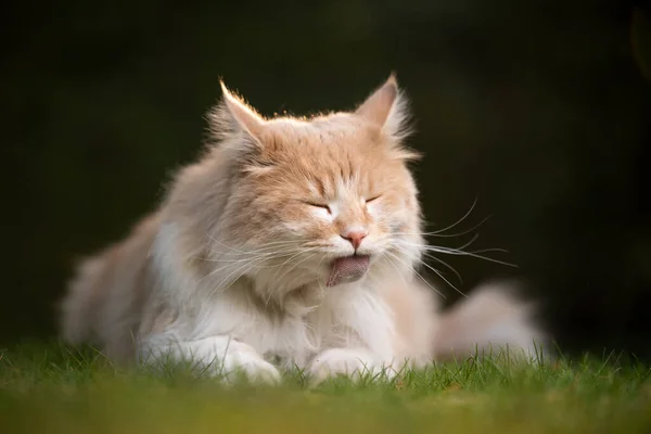 Grooming maine coon cat in nature — Stock Photo, Image