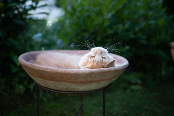 Кошка отдыхает в цветочном горшке — стоковое фото