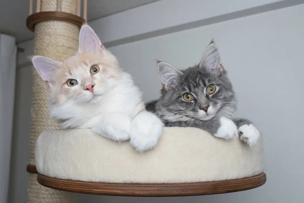 Zwei süße Katzen zusammen auf Kratzpfosten — Stockfoto