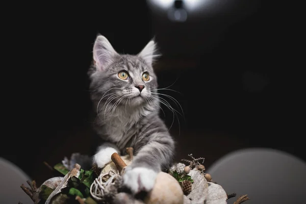 Katt nyfiken på dekoration på bordet — Stockfoto