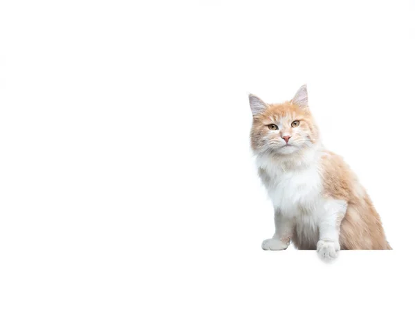 Witte gember langharige kat op witte banner met kopieerruimte — Stockfoto
