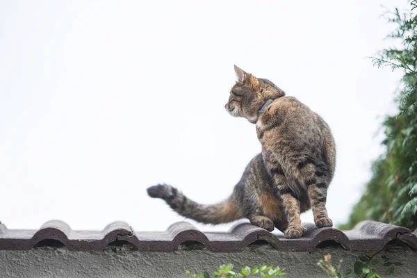 Кіт на відкритому повітрі на фресці — стокове фото