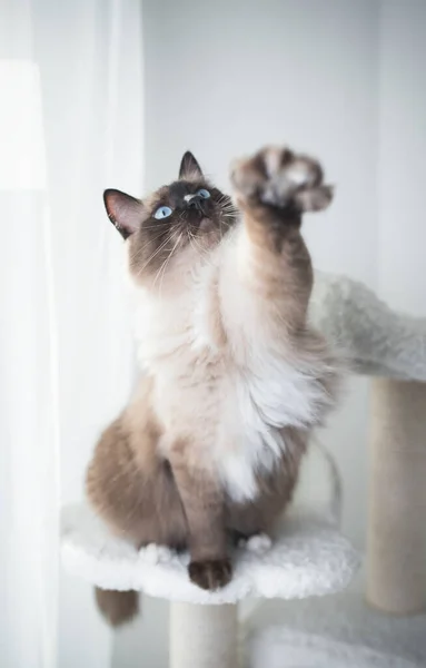 Verspielte Ragdoll-Katze auf Kratzpfosten — Stockfoto