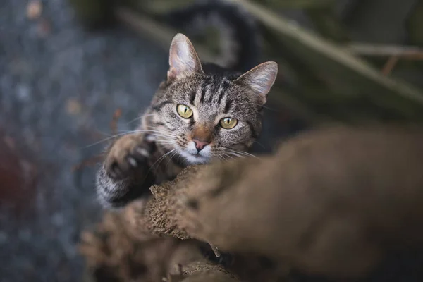 Kucing tabby memanjat pohon — Stok Foto