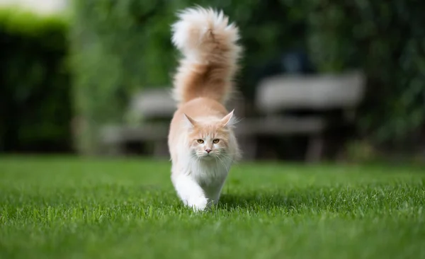 有绒毛尾巴的猫在草坪上散步 — 图库照片