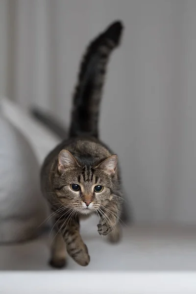 Lekfull tabby katt hoppar över soffan — Stockfoto