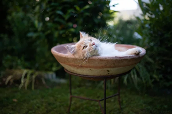 花の鍋で休んでいる猫 — ストック写真