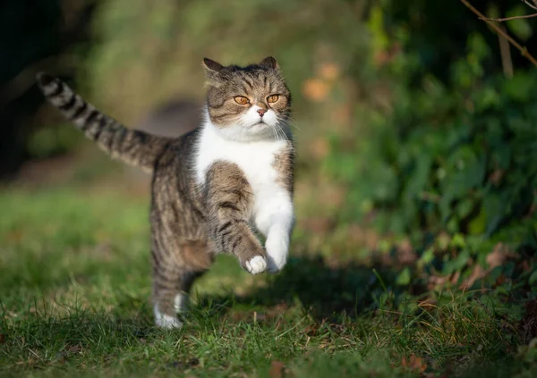 Gato correndo à luz do sol — Fotografia de Stock