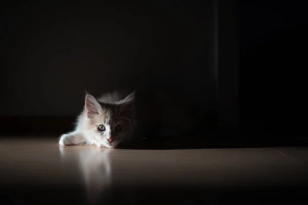 Kitten rustend op vloer in zonlicht — Stockfoto