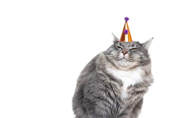 Cat wearing funny party hat — Stock Photo, Image