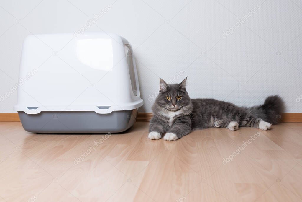 cat beside hooded litter box