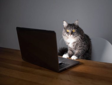 kedi bilgisayar ekranında çalışıyor
