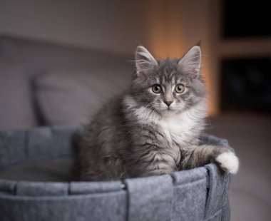 Evcil yatağındaki sevimli kedi yavrusu.