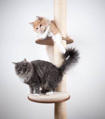 İki uzun saçlı kedi çizik direğinde