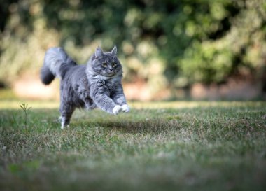 Tüylü uzun saçlı kedi dışarıda koşuyor.