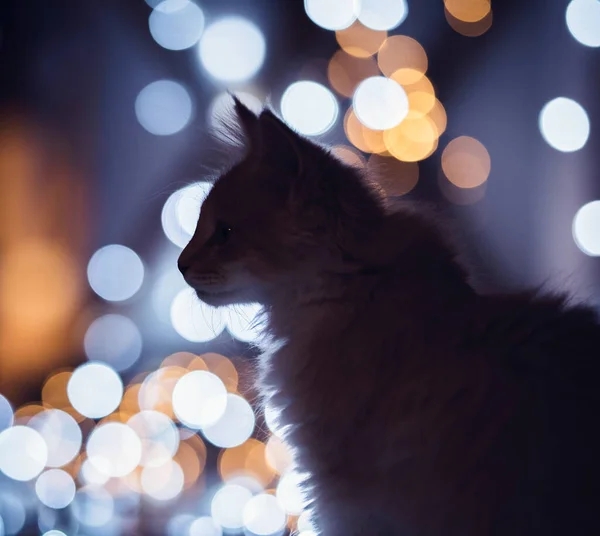 Gatinho na frente de luzes de Natal — Fotografia de Stock