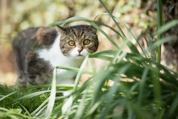 Gato acechando en el jardín — Foto de Stock