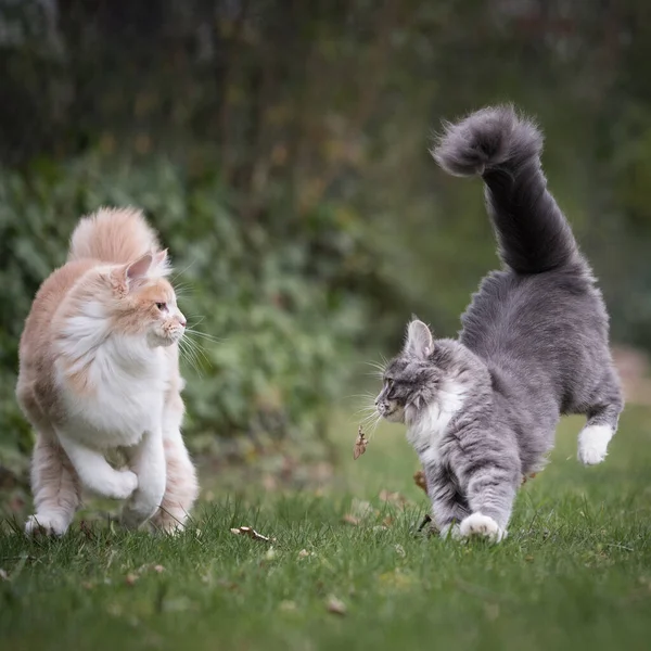 Two cats playing running around — Stock Photo, Image