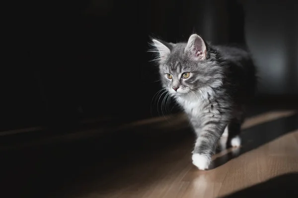 Gatito en la mañana la luz del sol — Foto de Stock