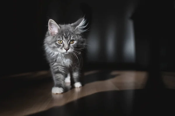 Kotek w porannym słońcu — Zdjęcie stockowe