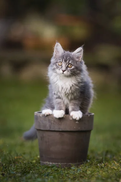 Gatinho bonito em vaso de flores — Fotografia de Stock