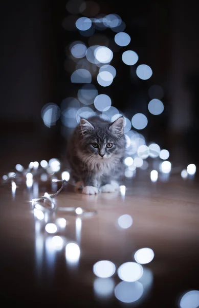 Χαριτωμένο γατάκι χριστουγεννιάτικα φώτα πορτρέτο — Φωτογραφία Αρχείου