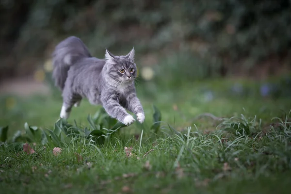 Young cat running on meadow — Stock Photo, Image