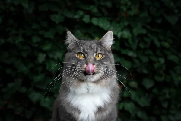 Katzenporträt mit grünem Efeu Hintergrund — Stockfoto