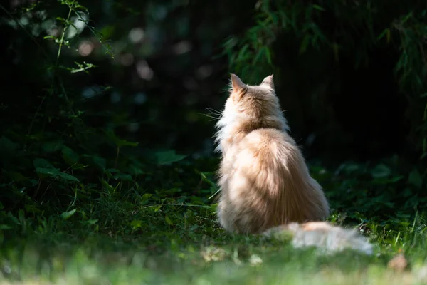 Gato al aire libre buscando aventura —  Fotos de Stock