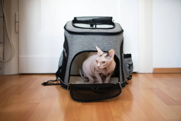 hairless sphynx cat in pet carrier backpack