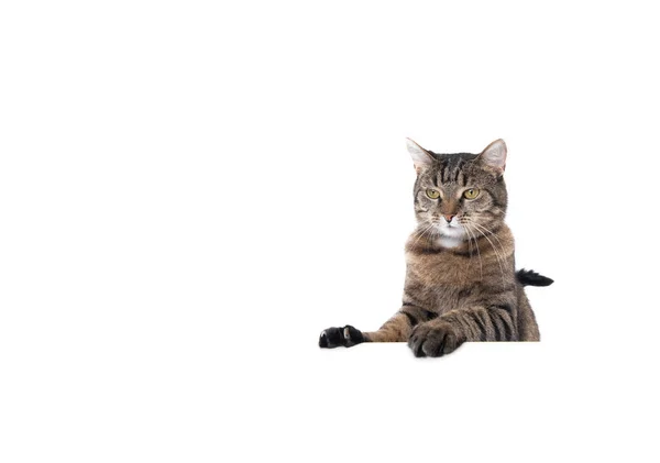 Tabby Cat Studio aufgenommen mit Kopierraum — Stockfoto