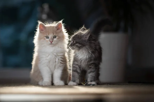 Zwei Maine Coon Kätzchen nebeneinander — Stockfoto