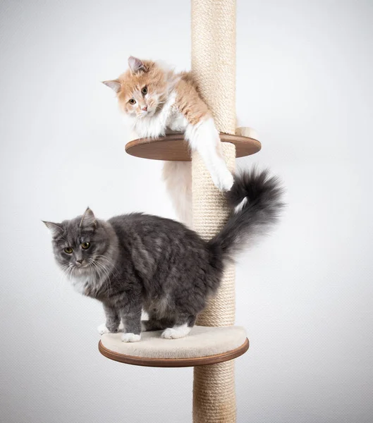 Two longhair cats on scratching post — Stock Photo, Image