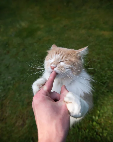 Alimentación lindo gato lamiendo dedo — Foto de Stock