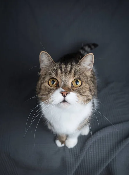 Bonito tabby branco gato olhando para cima — Fotografia de Stock