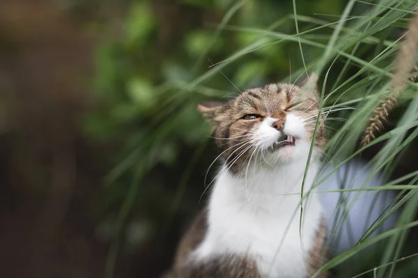 Niedliche Katze frisst Gras im Freien — Stockfoto