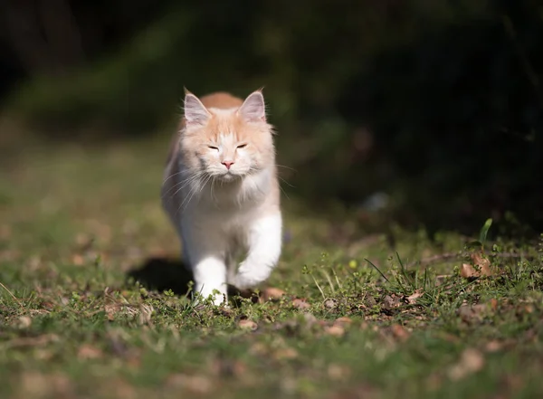 Gato andando no gramado cegado pela luz solar — Fotografia de Stock