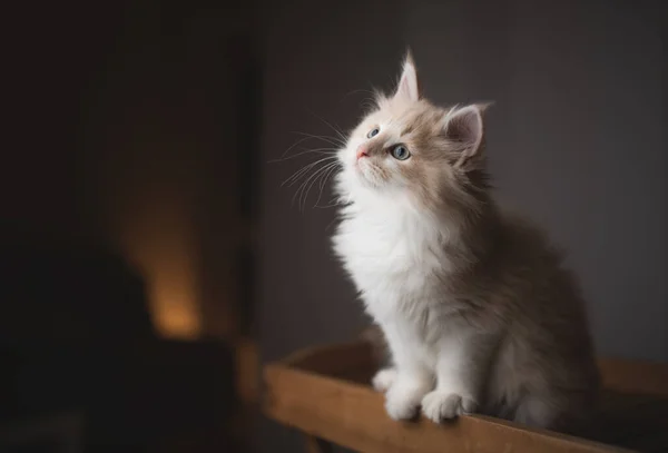 Söt och nyfiken kattunge på ett bord — Stockfoto