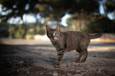 Mallorca 'da sokak kedisi