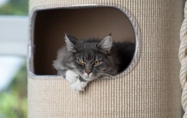 Kedi kazı kazan mobilyalarda dinleniyor.